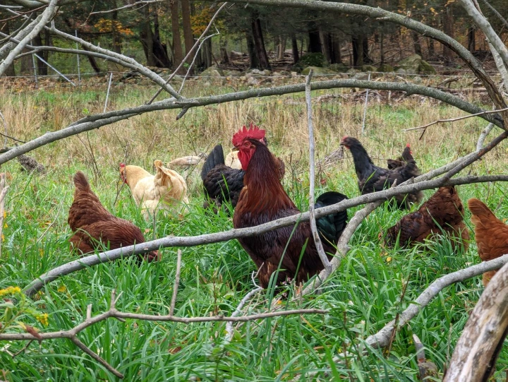 chickens on pasture