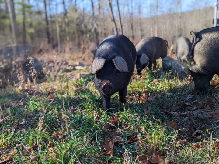 pig on pasture