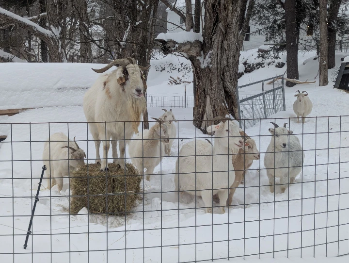 goats in snow
