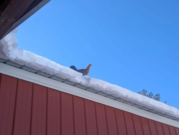 chicken on barn