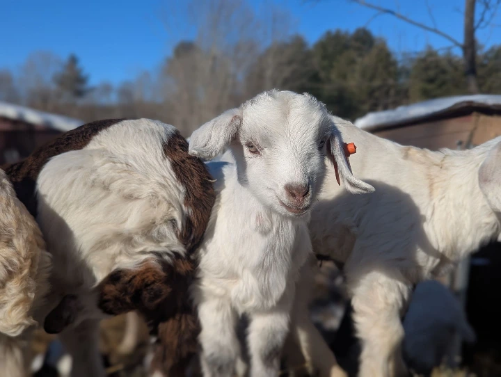 goat kids