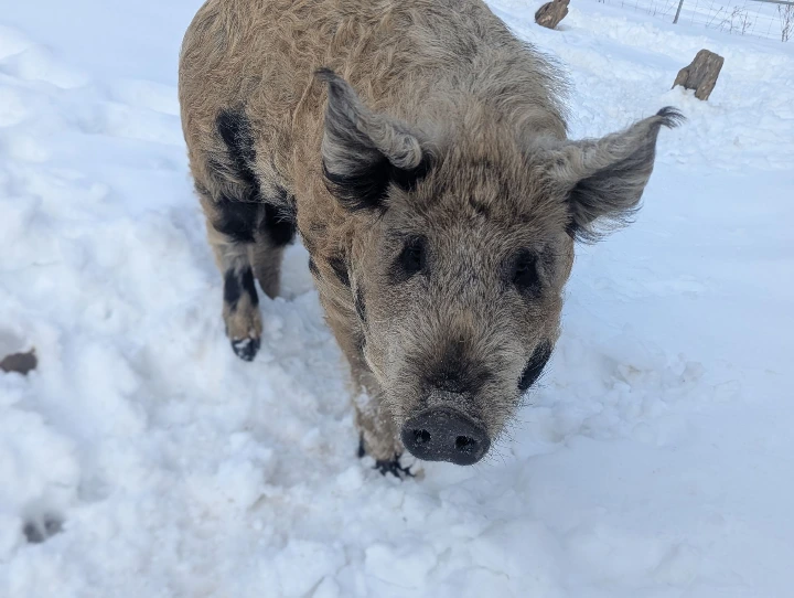 pig in snow