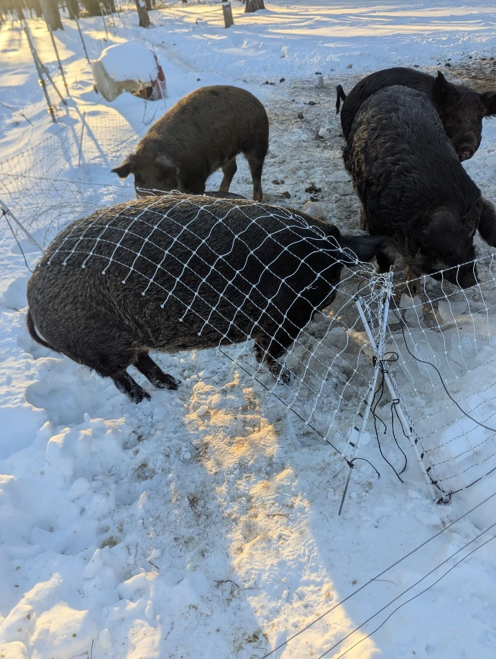 pig messing up electric fencing
