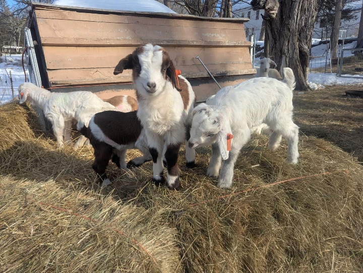 goat kids