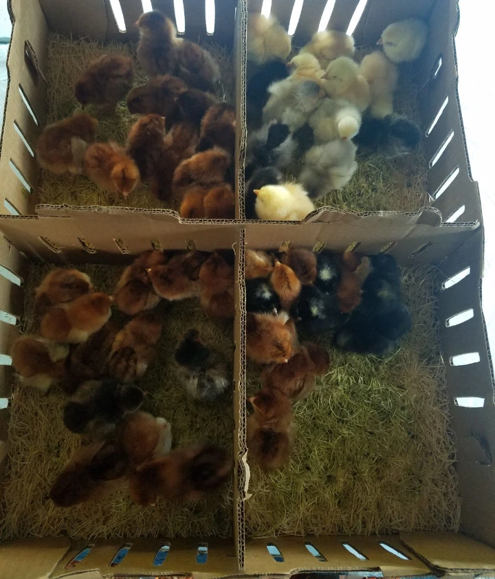chicks in a box