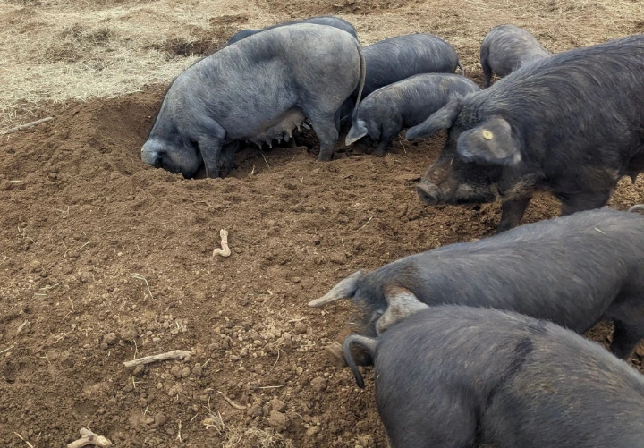 pigs digging a big whole
