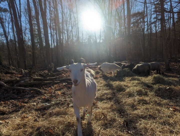 goat on pasture in sun
