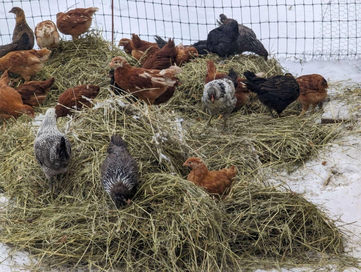 chickens climbing on hay that's piled on snow