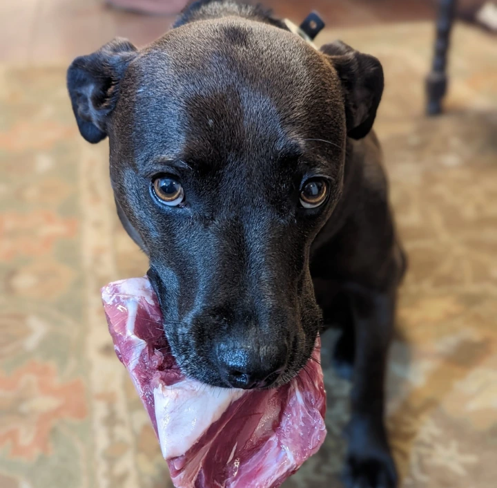 Pup dog looking sly with a big meaty bone in her mouth
