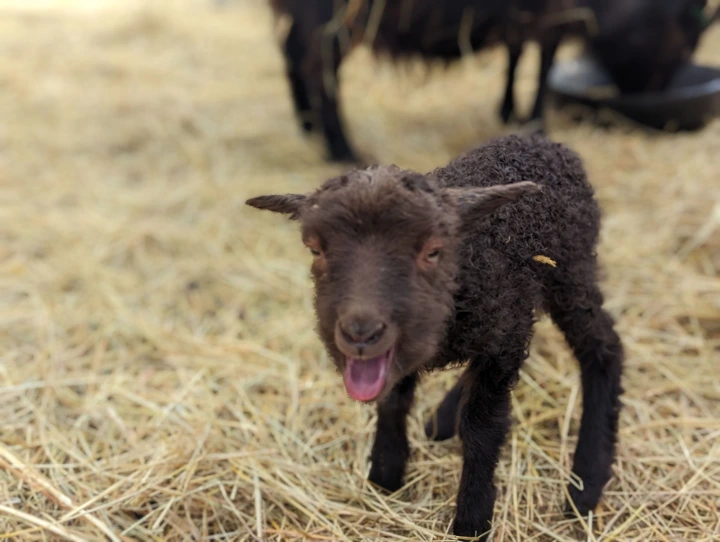 lamb yelling to celebrate its birth