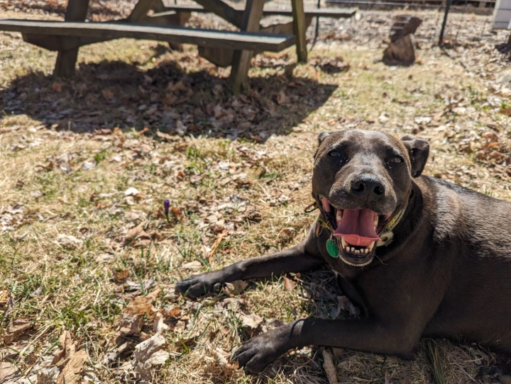 Pup getting some sun