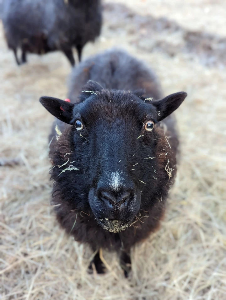 close-up of sheep matriarch with hay stuck in her wool