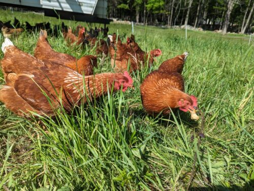 chickens on grass, eating something tasty