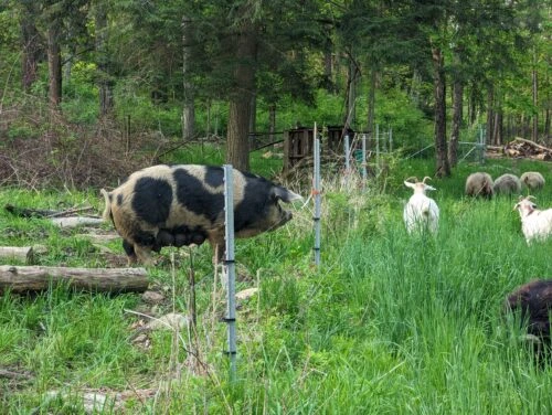 a large, pregnant pig looking over a fenceline at goats. grass everywhere