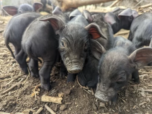 a tangle of freshly born piglets