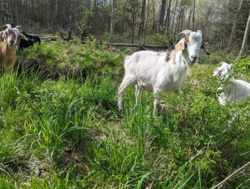 a young male goat on pasture