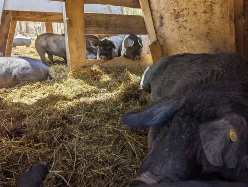 pigs and sows in wooden shelters in the sunshine