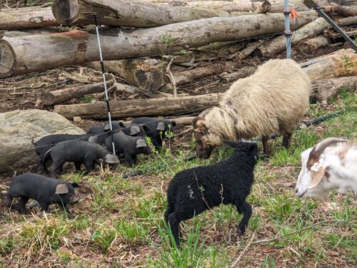 sheep grazing with her lamb next to a fenceline that small black piglets are ducking under