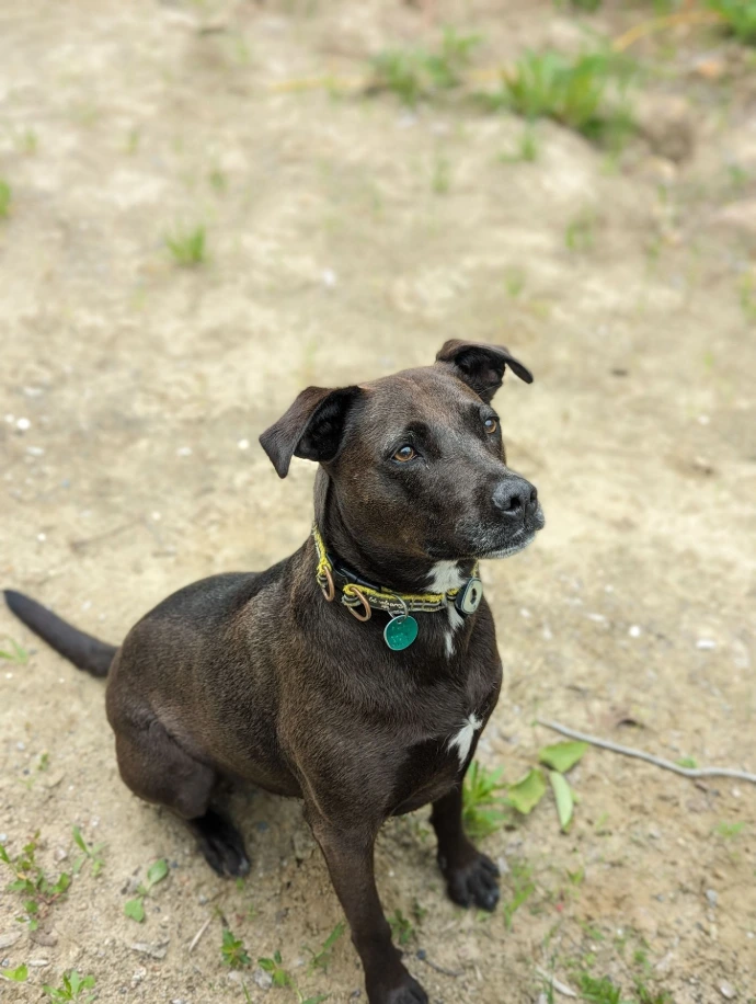 Pup dog looking very expectantly at something off camera