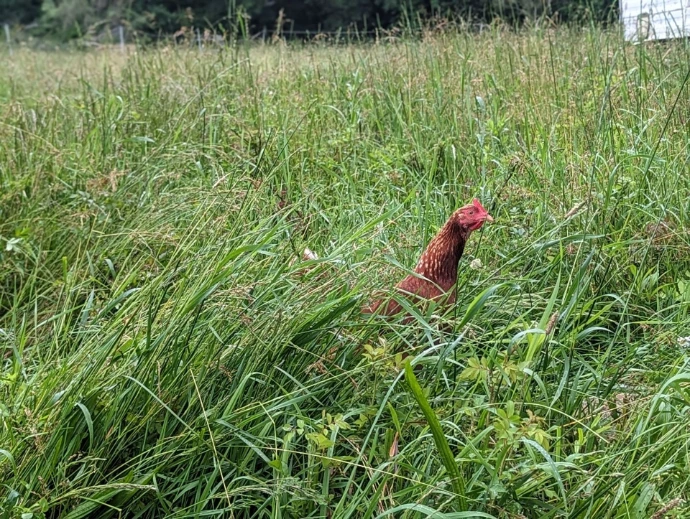 a single chicken in tall grass stretching her neck to see above the grass