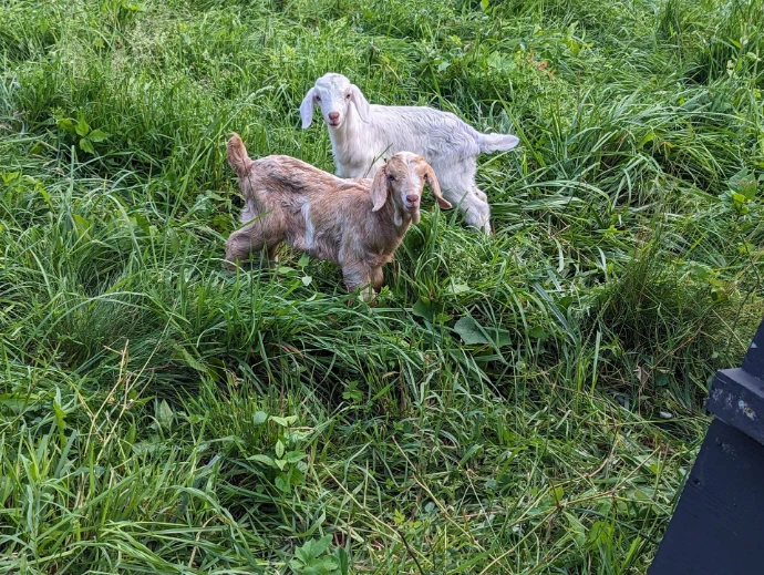 two goat kids on pasture