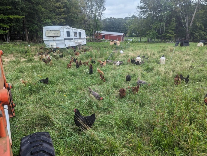 chickens with a mobile coop on pasture
