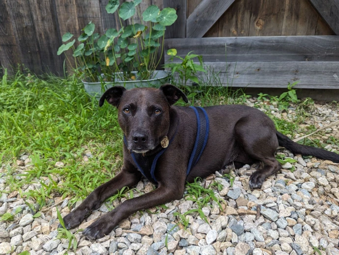 Pup supervising the Assawaga Farm Stand