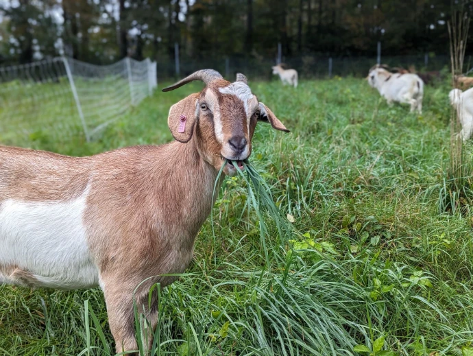 a goat with grass hanging out of her mouth
