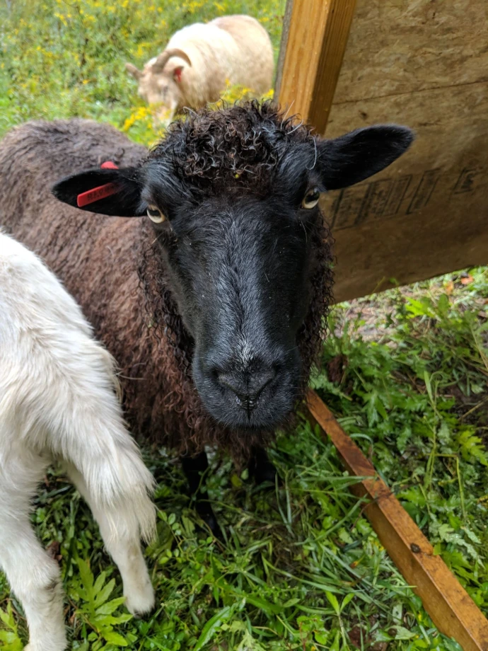 A close up of Tess the matriarch