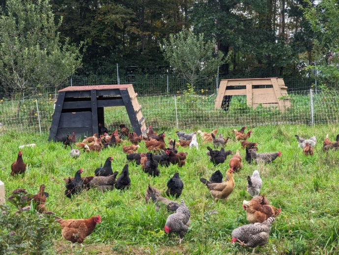 chickens on pasture