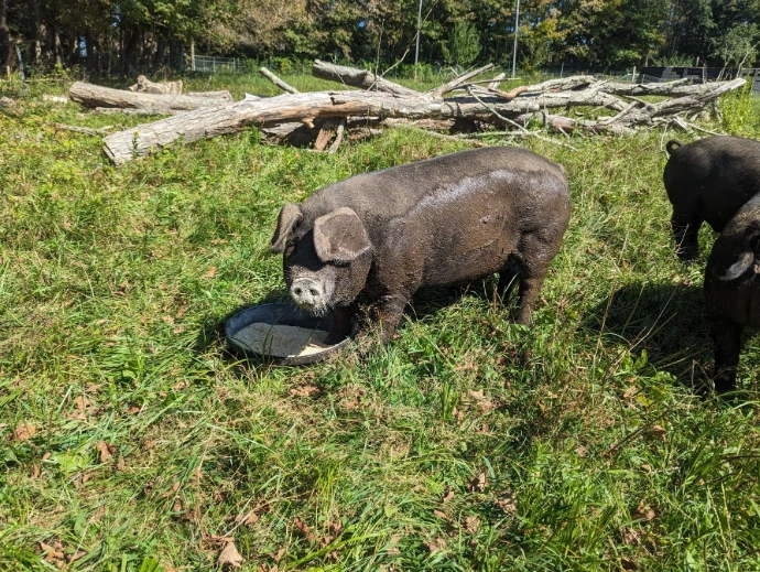 a muddy wet pig eating feed from a rubber bowl in grass