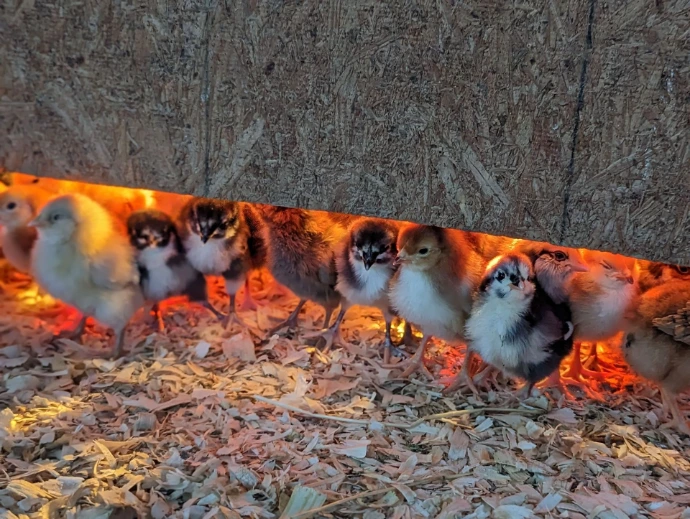 Baby chicks looking out from under a brooder, bathed in red light