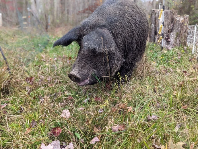 a big pig walking through grass