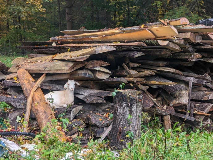 a small goat hiding under a pile of bark slabs