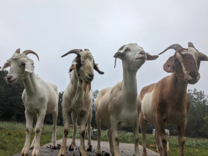 four goats on the roof of their shelter