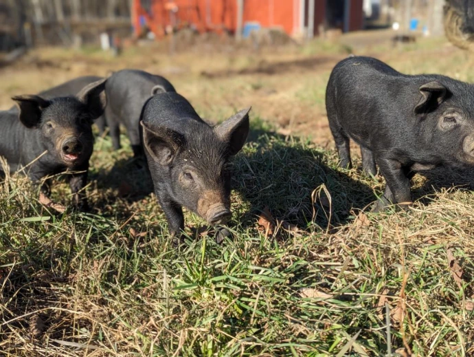 black piglets in a field