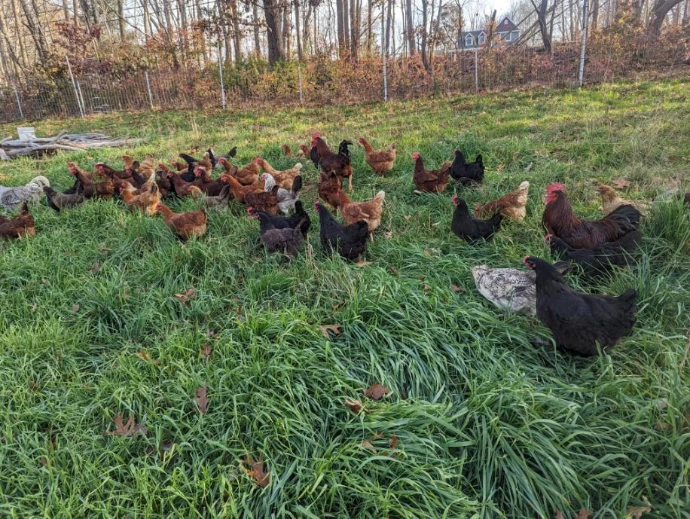 chickens in grass