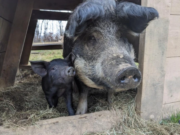 a big fuzzy pig mom with very hairy ears with a tiny little piglet by her side