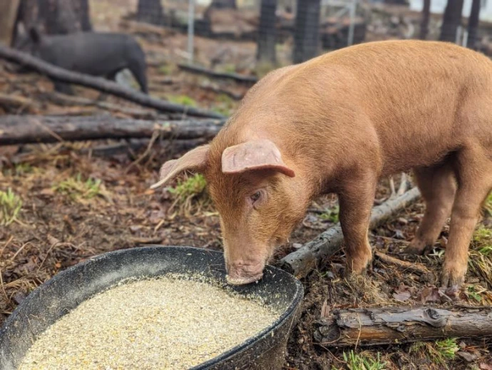 a reddish pig eating from a rubber bowl