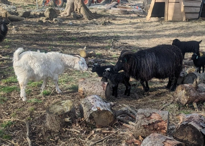 a teenage goat sniffing lambs while the attentive mom watches