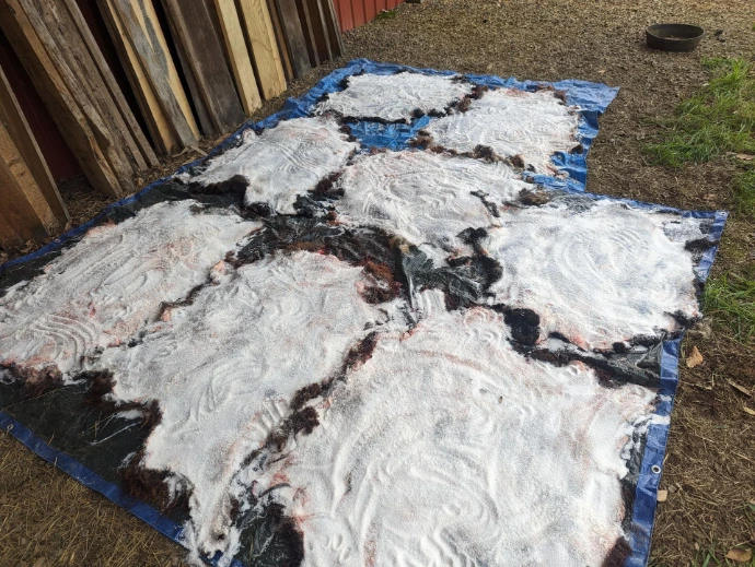 goat skins drying with salt