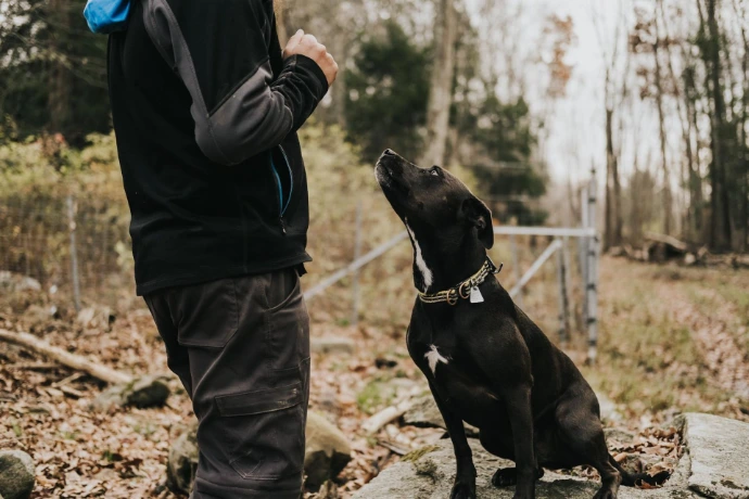 Pup the farm dog looking attentively at the farmer for commands