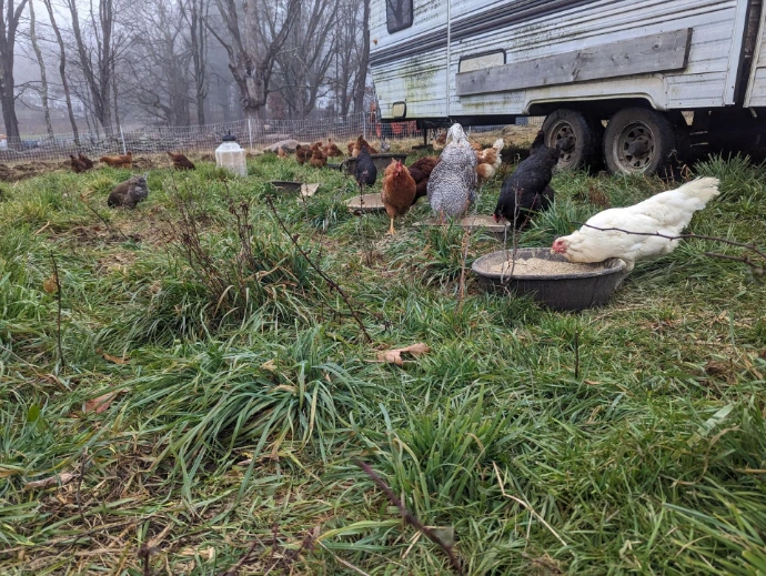 chickens in grass next to their mobile coop on a cloudy dark day