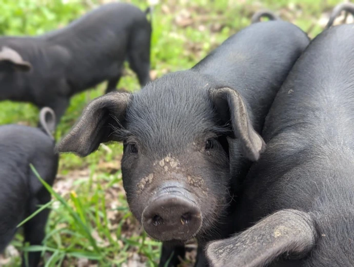 a black piglet with dirt on its snout looking at the camera with floppy ears