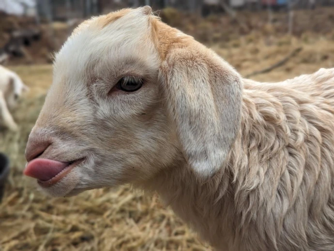 a baby goat licking its chops