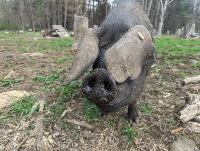 a very floppy eared mature pig on grass