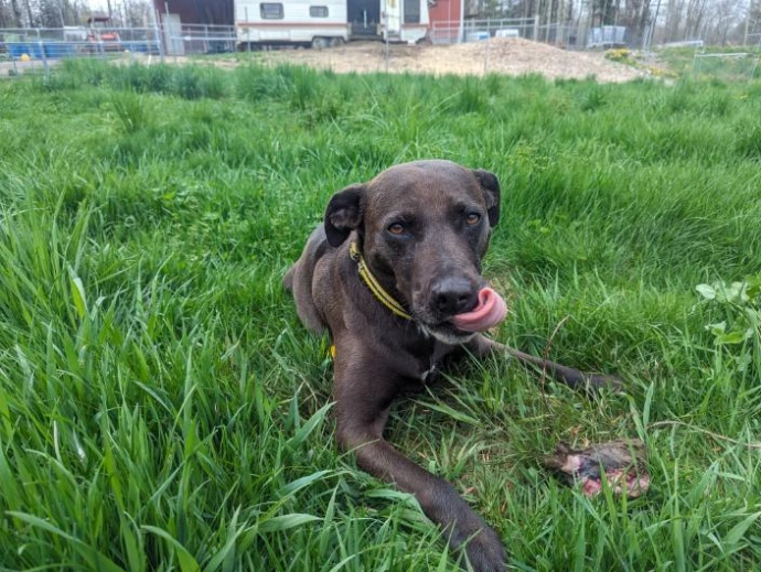 Pup the farm dog licking her chops while eating something dead in a vibrant field of grass
