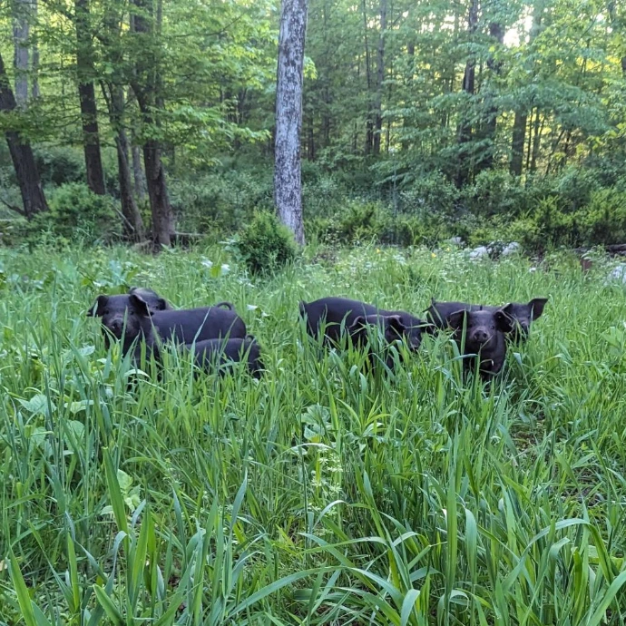 small black pigs in grass that is taller than most of them, holding their heads high to see above it