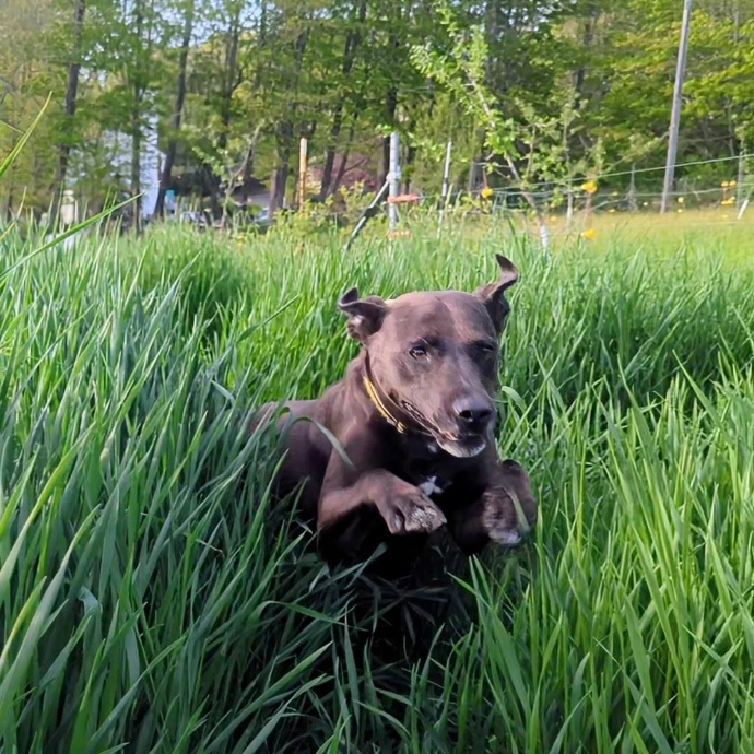 Pup the farm dog leaping through grass that is way taller than her