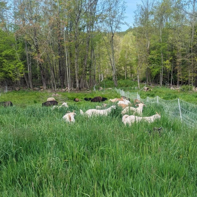 sheep and goats grazing in a field of grass that is taller than most of the animals